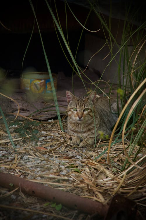 Tabby Cat Lying Down on Ground