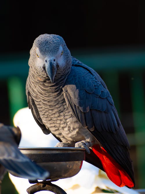 Africa Grey Portrait