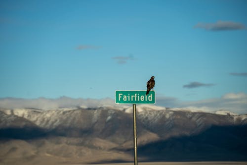 A bird perched on top of a street sign
