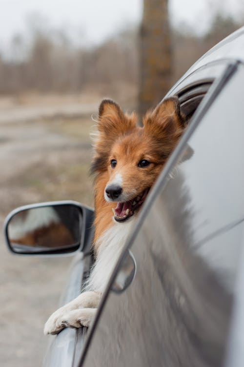 Küçük Tüylü Köpek Arabanın Penceresinden Dışarı Bakıyor