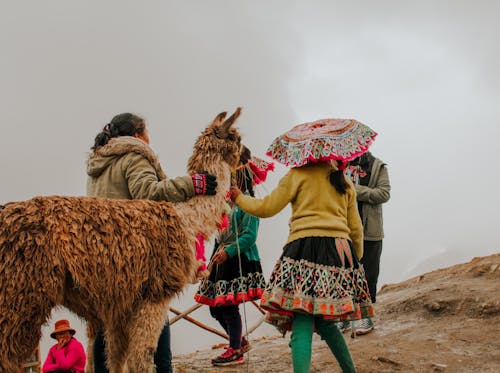 Základová fotografie zdarma na téma hospodářská zvířata, kopec, lama