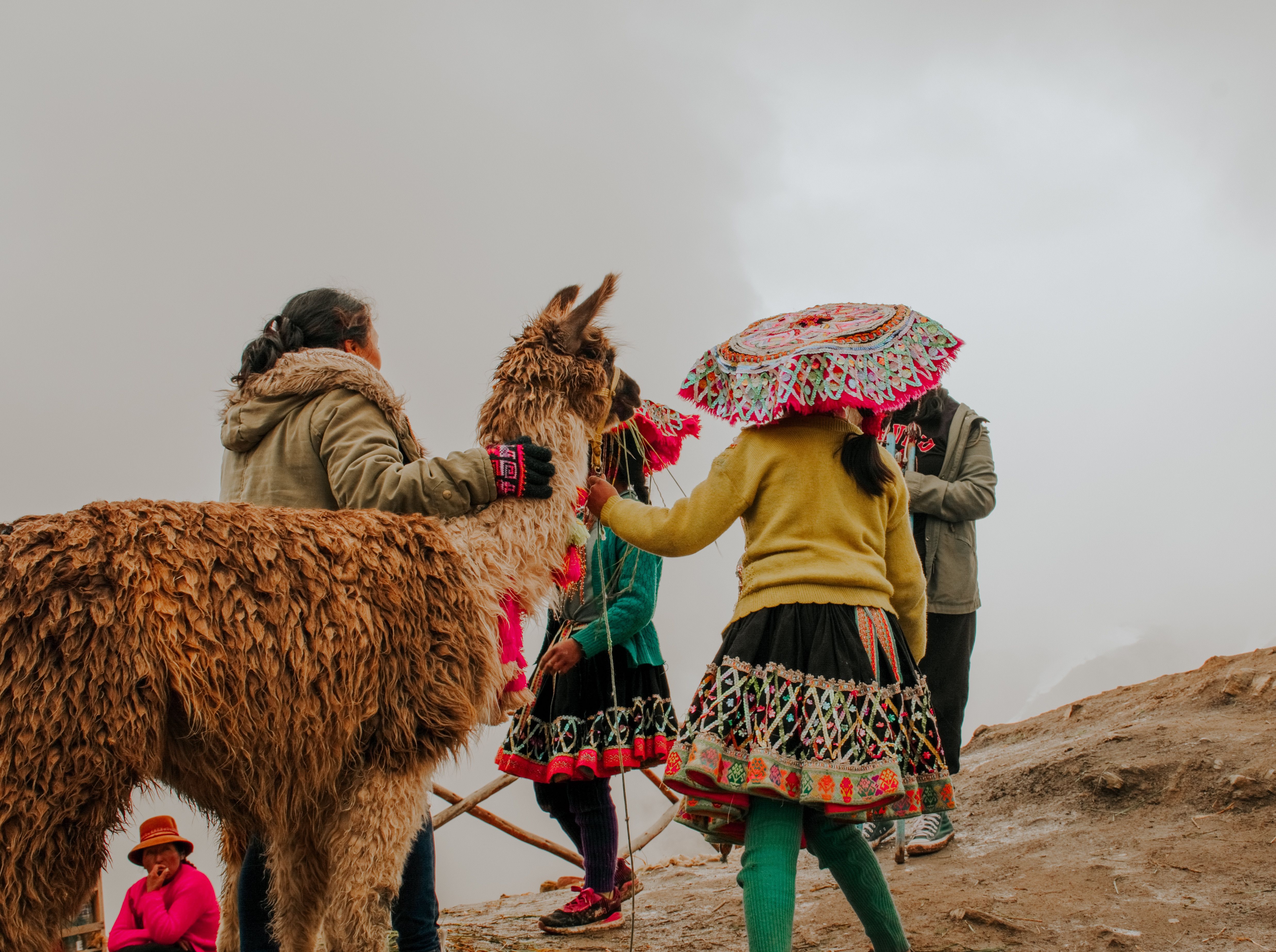 A Group of Girls in Traditional Clothing Walking with Lambs · Free ...