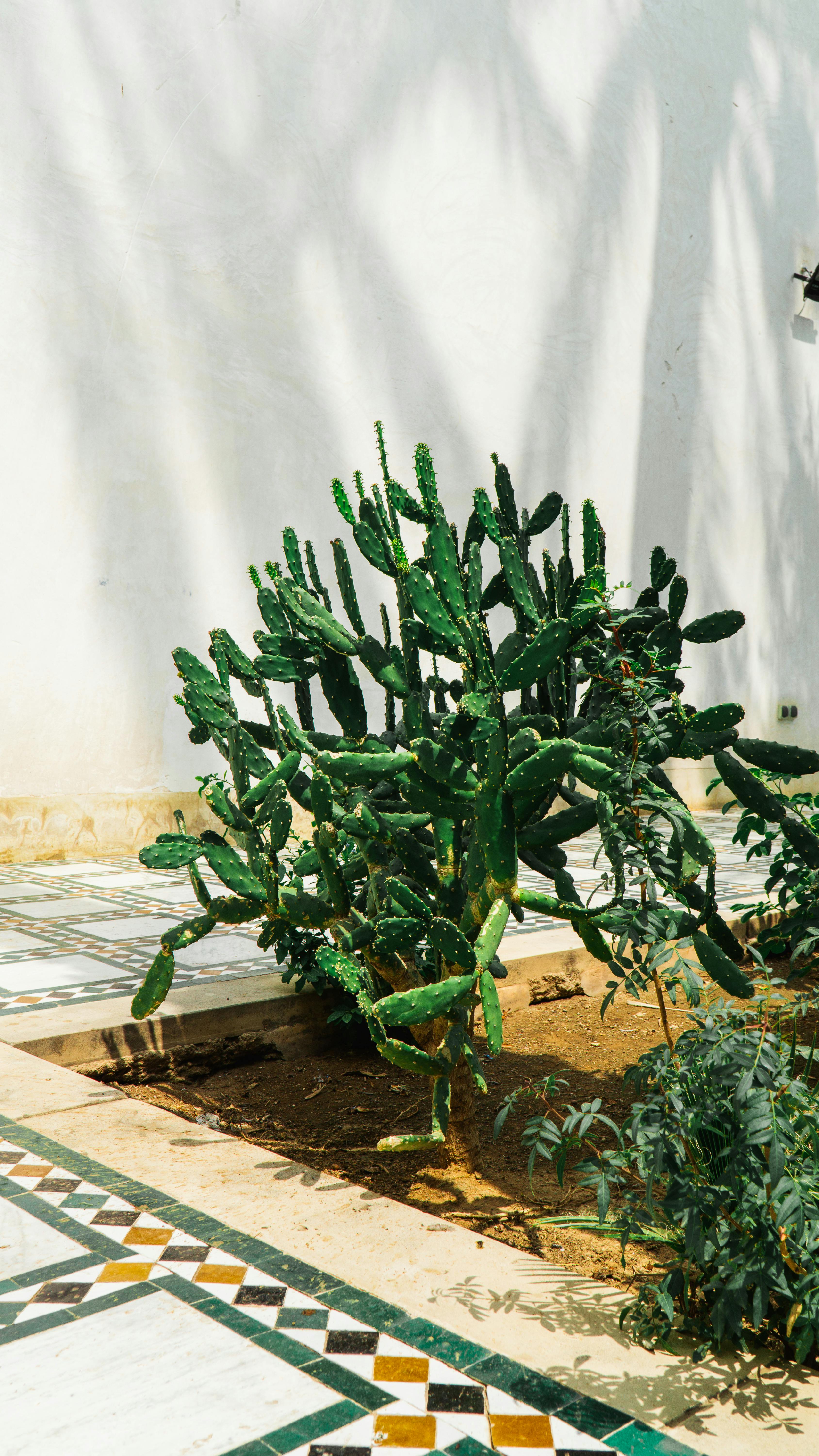 Cactus Desktop Photos, Download The BEST Free Cactus Desktop Stock ...