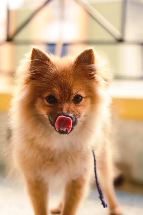 A small dog with its tongue out and a red tongue
