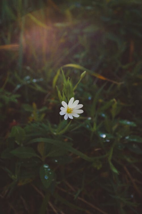 A single white flower in the grass with sunlight