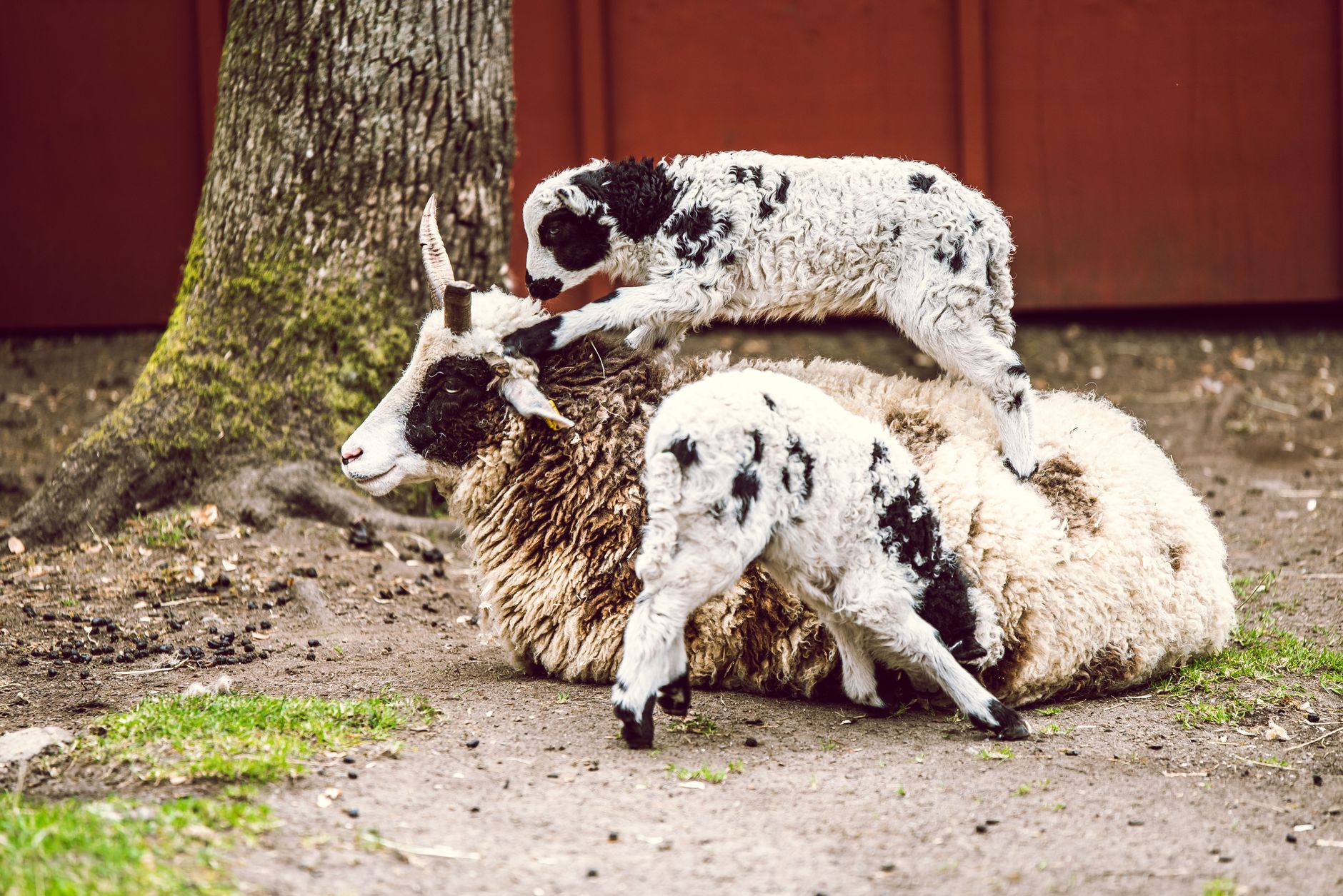 Zoos dans le canton de Vaud
