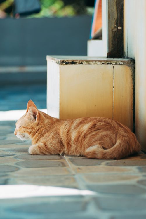 Free Serene ginger cat lying on a sunny pavement with soft focus background. Stock Photo