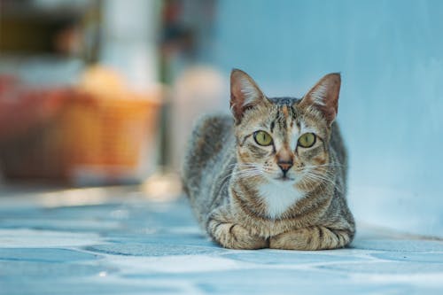 A cat laying down on the ground in front of a blue wall