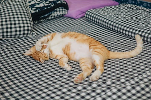 A cat laying on a bed with a black and white checkered sheet