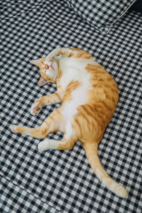 Photo of james, an orange tabby cat in kansas city, mo, usa