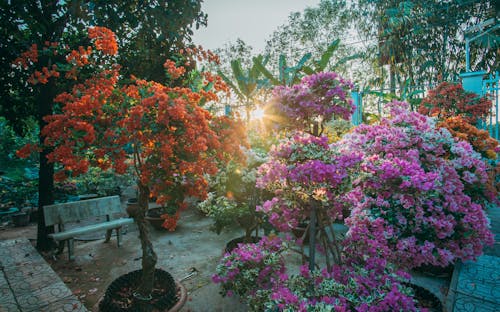 A garden with colorful flowers and trees