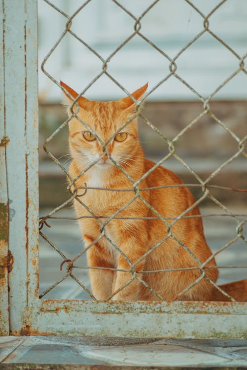 A cat sitting behind a fence looking out
