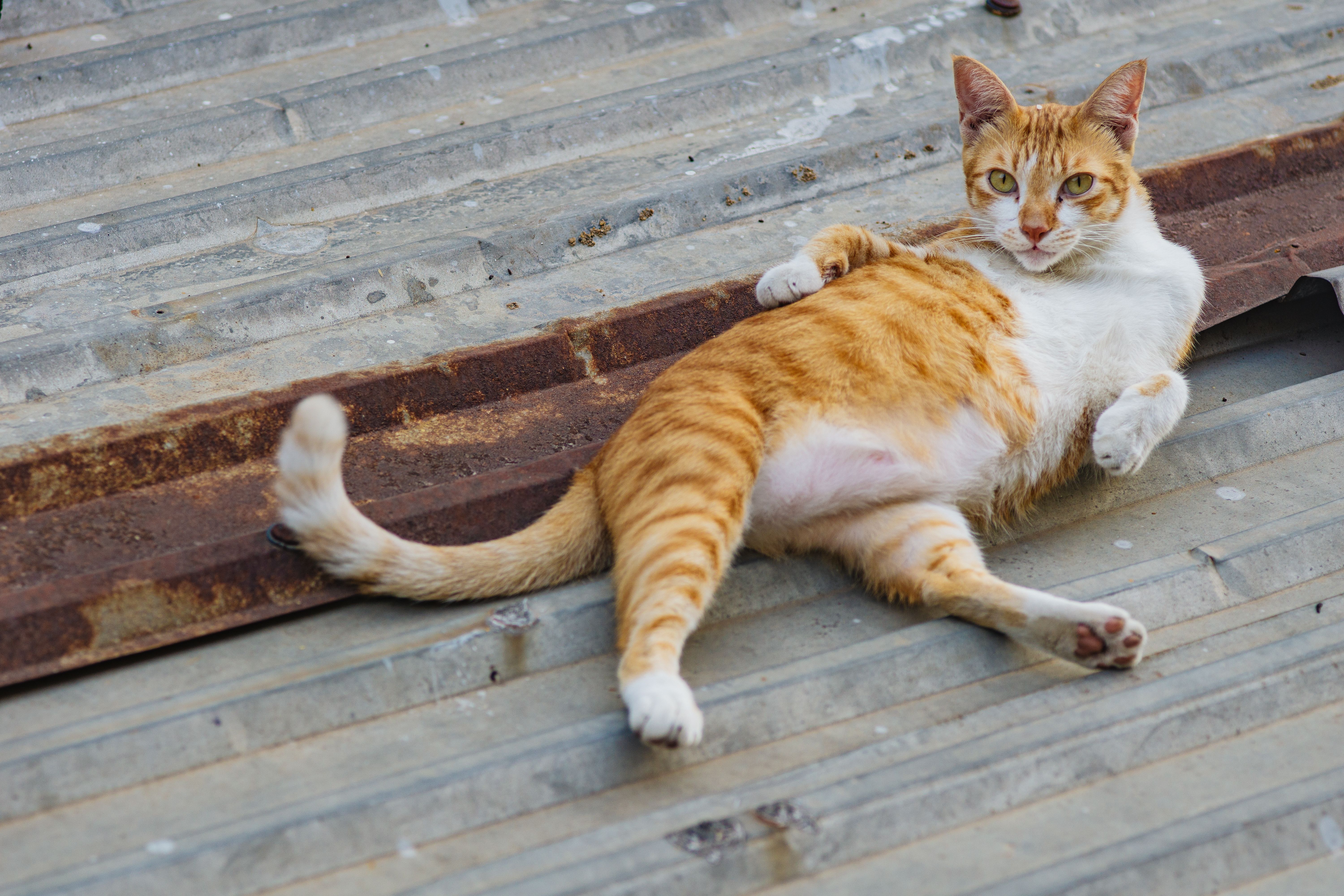 most lazy cat breed