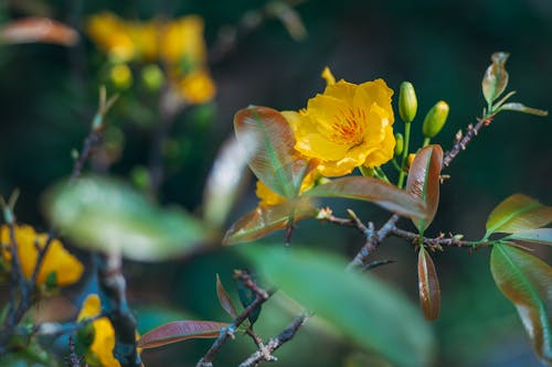 A yellow flower with green leaves in the background