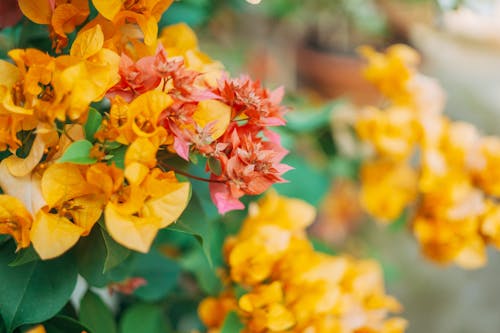 관목, 꽃이 피는, 노란 꽃의 무료 스톡 사진