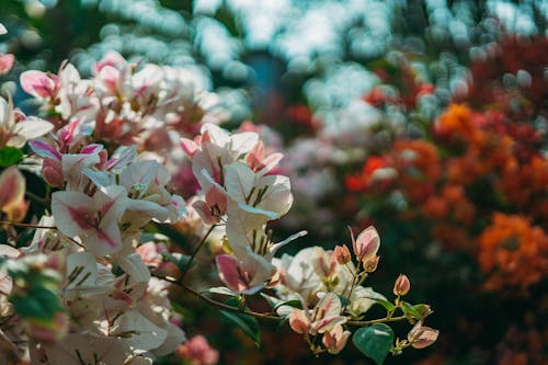 Bahçe, begonvil, Beyaz çiçekler içeren Ücretsiz stok fotoğraf