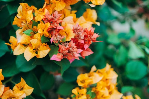 A close up of a plant with orange and yellow flowers