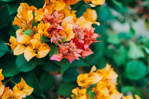 Kostnadsfri bild av anläggning, blommor, gul