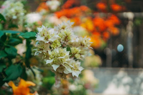 begonvil, Beyaz çiçekler, bitki içeren Ücretsiz stok fotoğraf