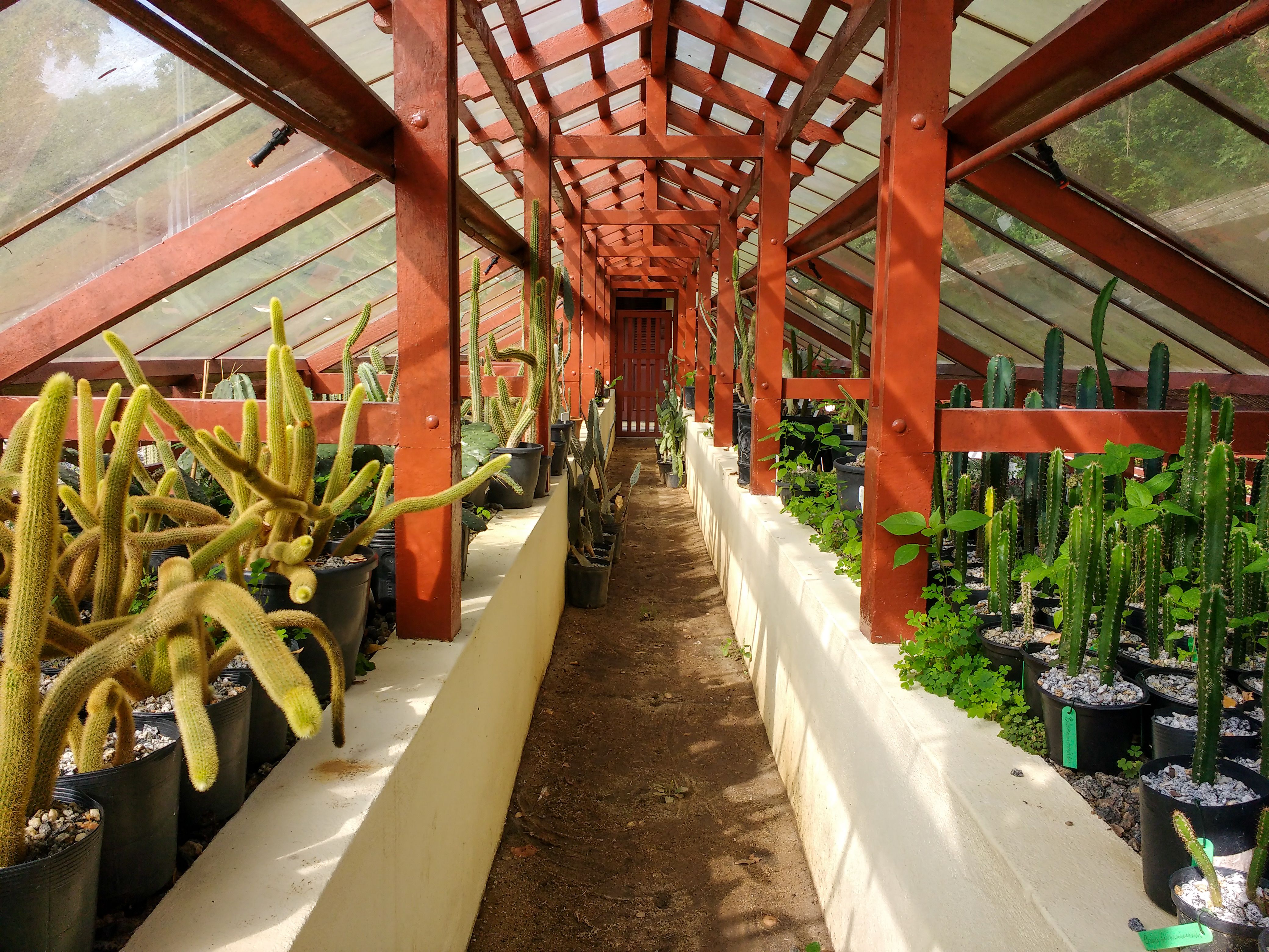 Discover a vibrant greenhouse in Rio, featuring diverse cacti and plants under a glass ceiling.