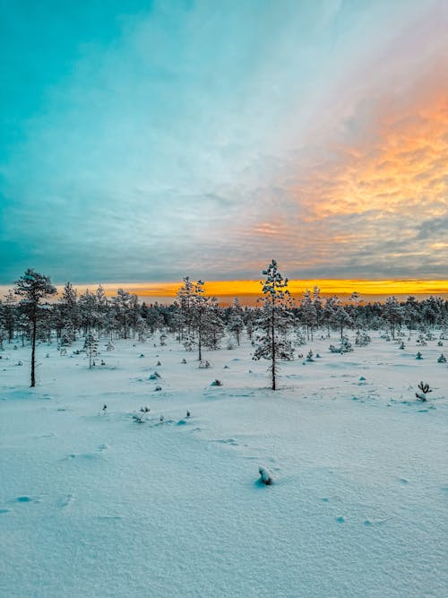 Dusk Over a Coniferous Forest Buried in Snow