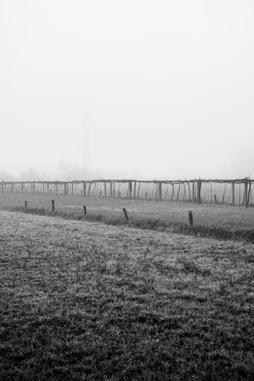 Fotobanka s bezplatnými fotkami na tému čierny a biely, dedinský, hmla