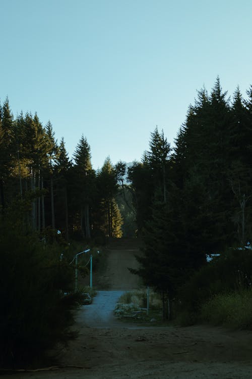 A person is standing on a ski lift in the woods
