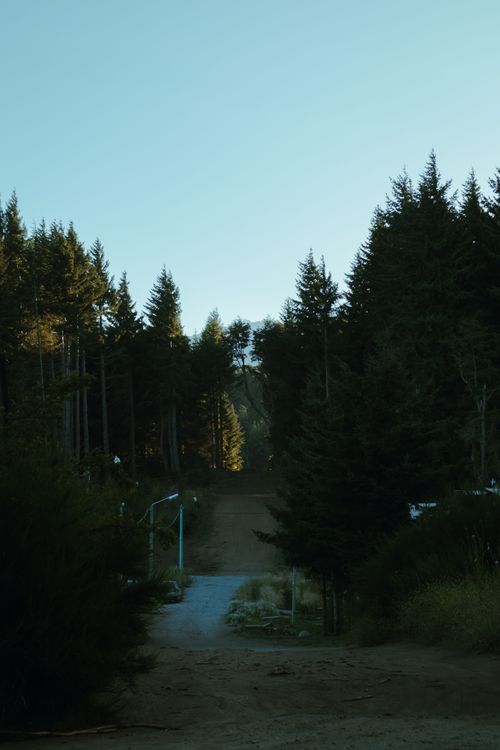 Free Tranquil dirt road amidst tall pine trees in San Carlos de Bariloche, Argentina, captured at dusk. Stock Photo