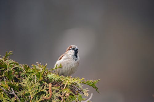 Free Male sparrow on a hedge Stock Photo