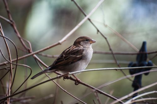 Free Detailed image of a sparrow perching on branches with a natural background. Stock Photo