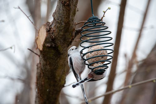 Should You Keep Feeding Birds Through the Winter?