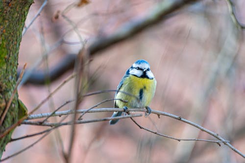 Cute Blue Tit on a Branch