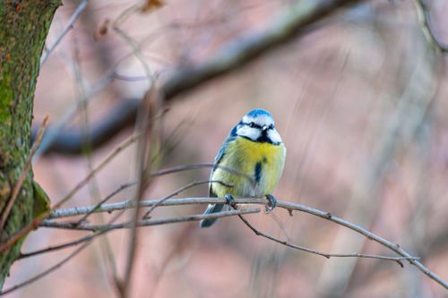 Free Close-up of a vibrant Eurasian Blue Tit (Cyanistes caeruleus) perched on a twig in the forest. Stock Photo