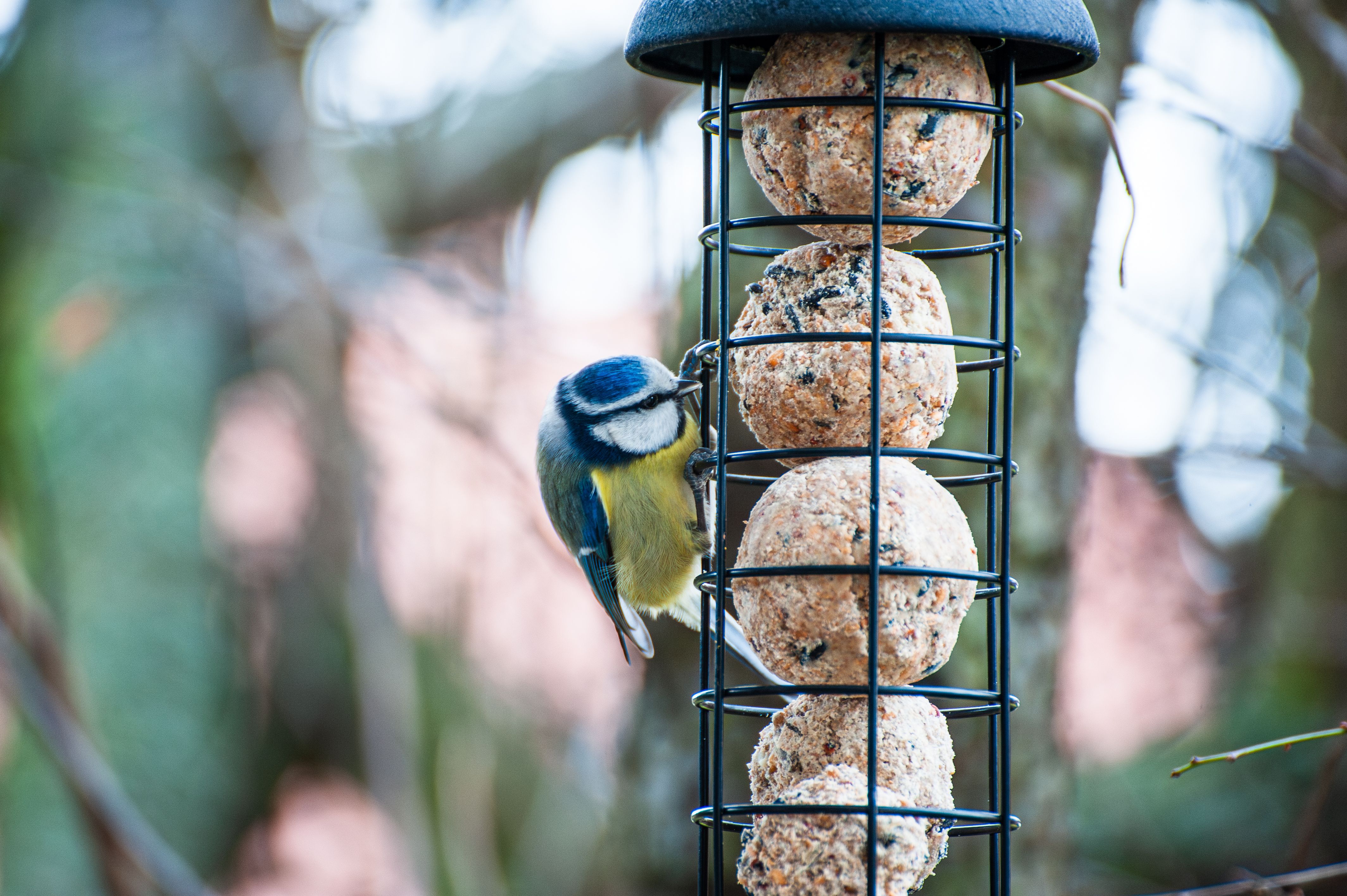 Blue tit at a feeder