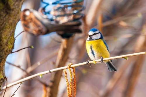 Blue tit waiting on a branch at the feeder