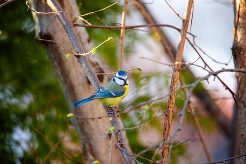 Foto stok gratis alam, burung, burung tit biru