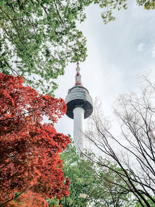 View of N Seoul Tower with Trees