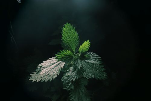 Free A dark, artistic close-up shot of green nettles leaves with rich textures and lighting. Stock Photo