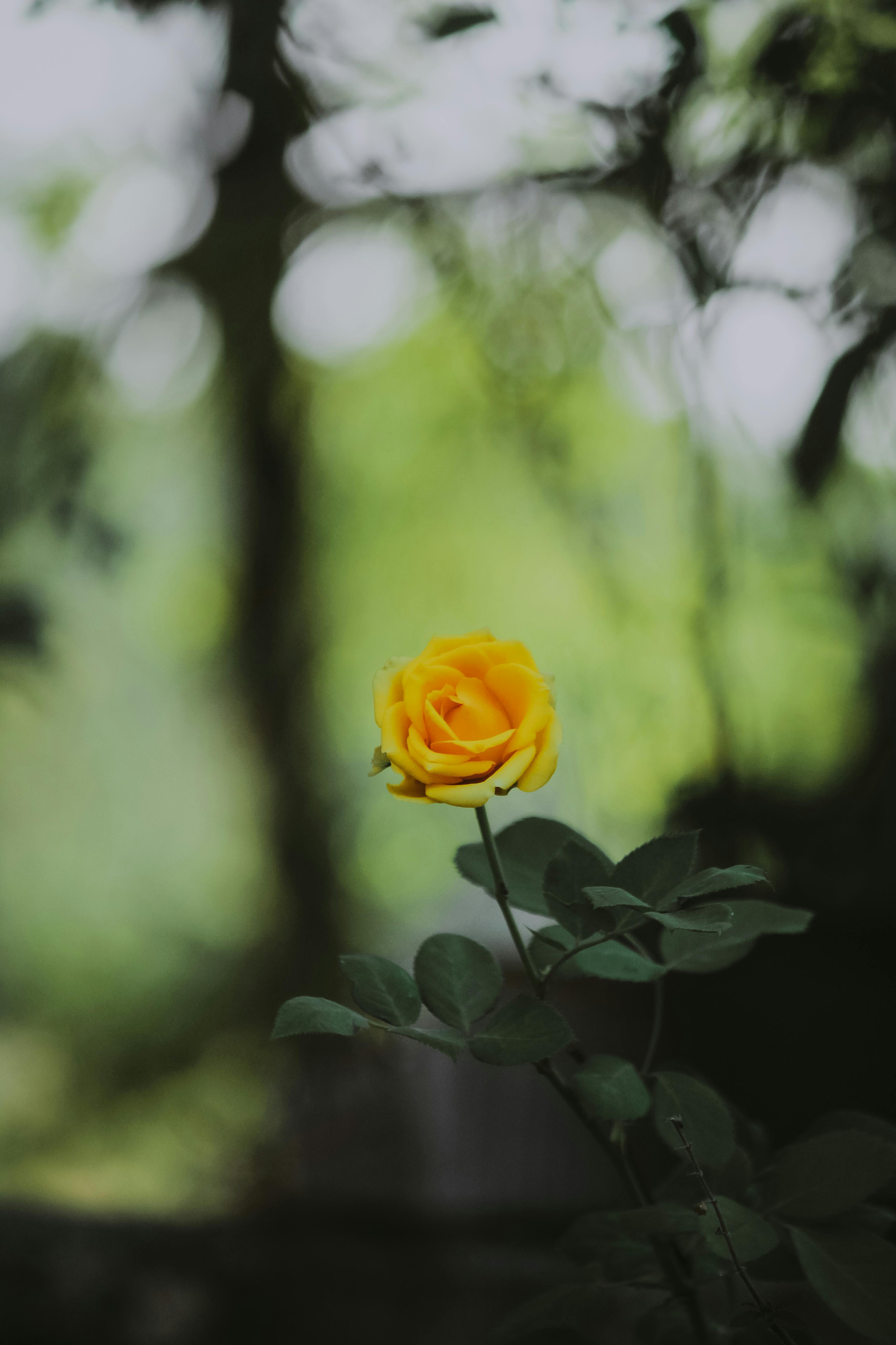 A beautiful yellow rose stands out against a lush green background, symbolizing natural elegance.