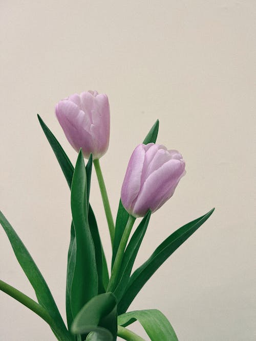 Ingyenes stockfotó kerti tulipán, lila tulipán, rojtos tulipánok témában