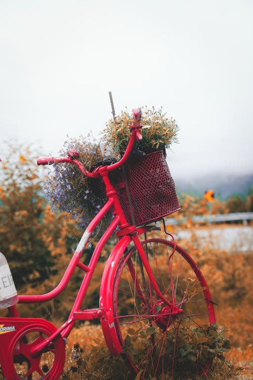 คลังภาพถ่ายฟรี ของ จักรยาน, ดอกไม้, ตะกร้า