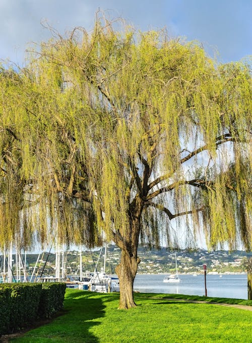 A willow tree is in front of a body of water