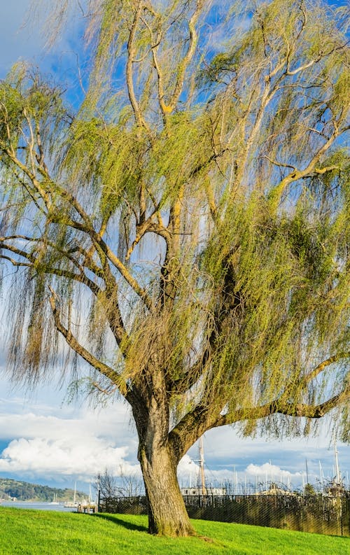 ağaç, bahar, banka içeren Ücretsiz stok fotoğraf