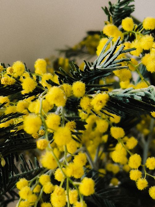 Free Detailed view of yellow mimosa flowers with lush green foliage, showcasing nature's beauty. Stock Photo
