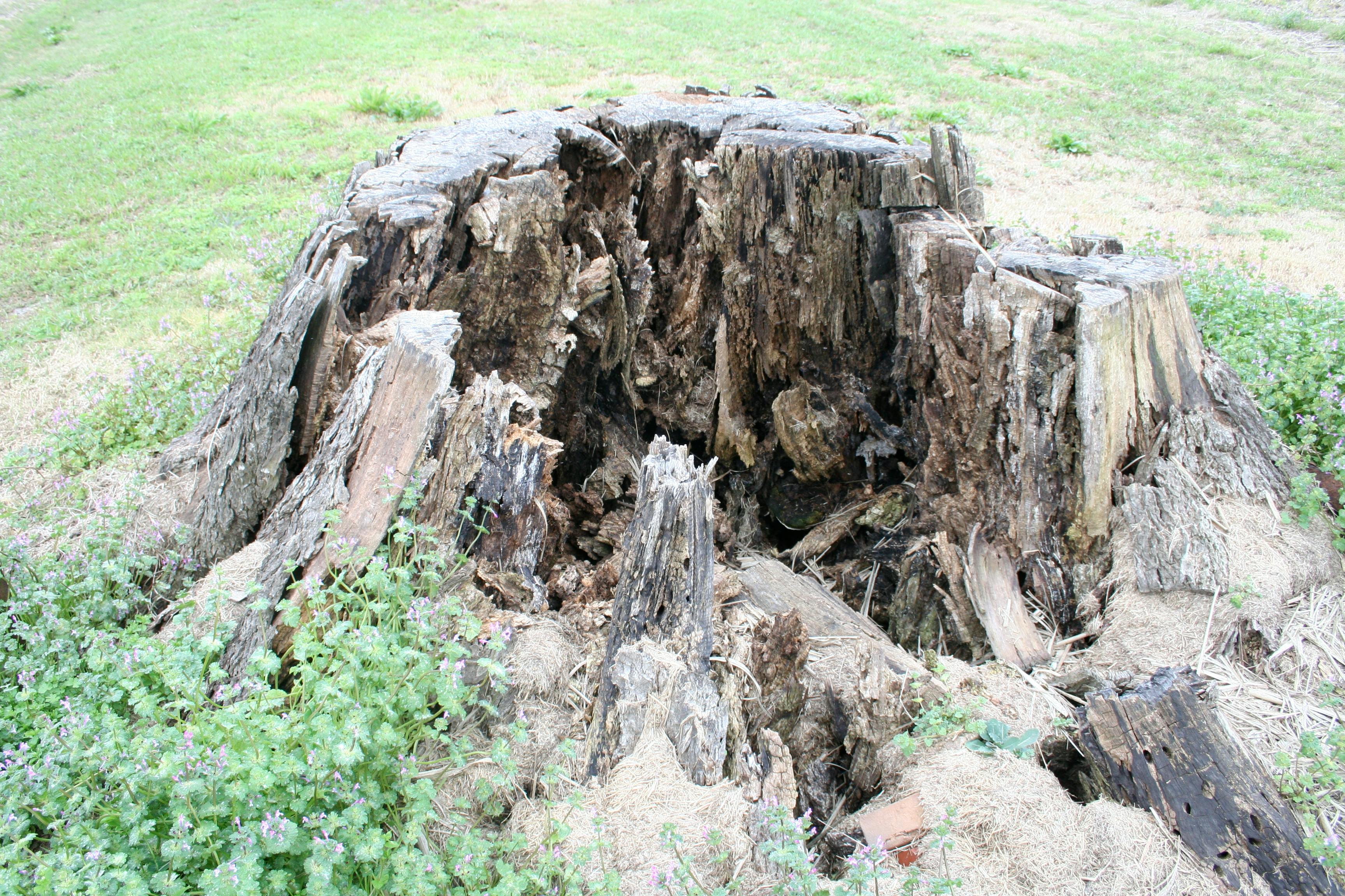 free-stock-photo-of-rotten-tree-stump