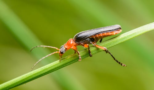 Soldier Beetle on a Plant Stem