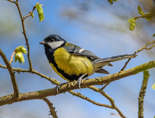 나뭇가지 위의 큰박새(Parus Major) 새