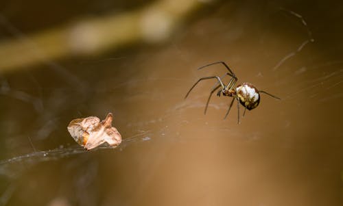 Foto d'estoc gratuïta de aràcnid, aranya, enfocament selectiu