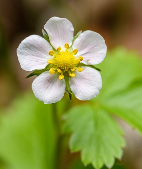 Základová fotografie zdarma na téma @ venku, alpská jahoda, botanický