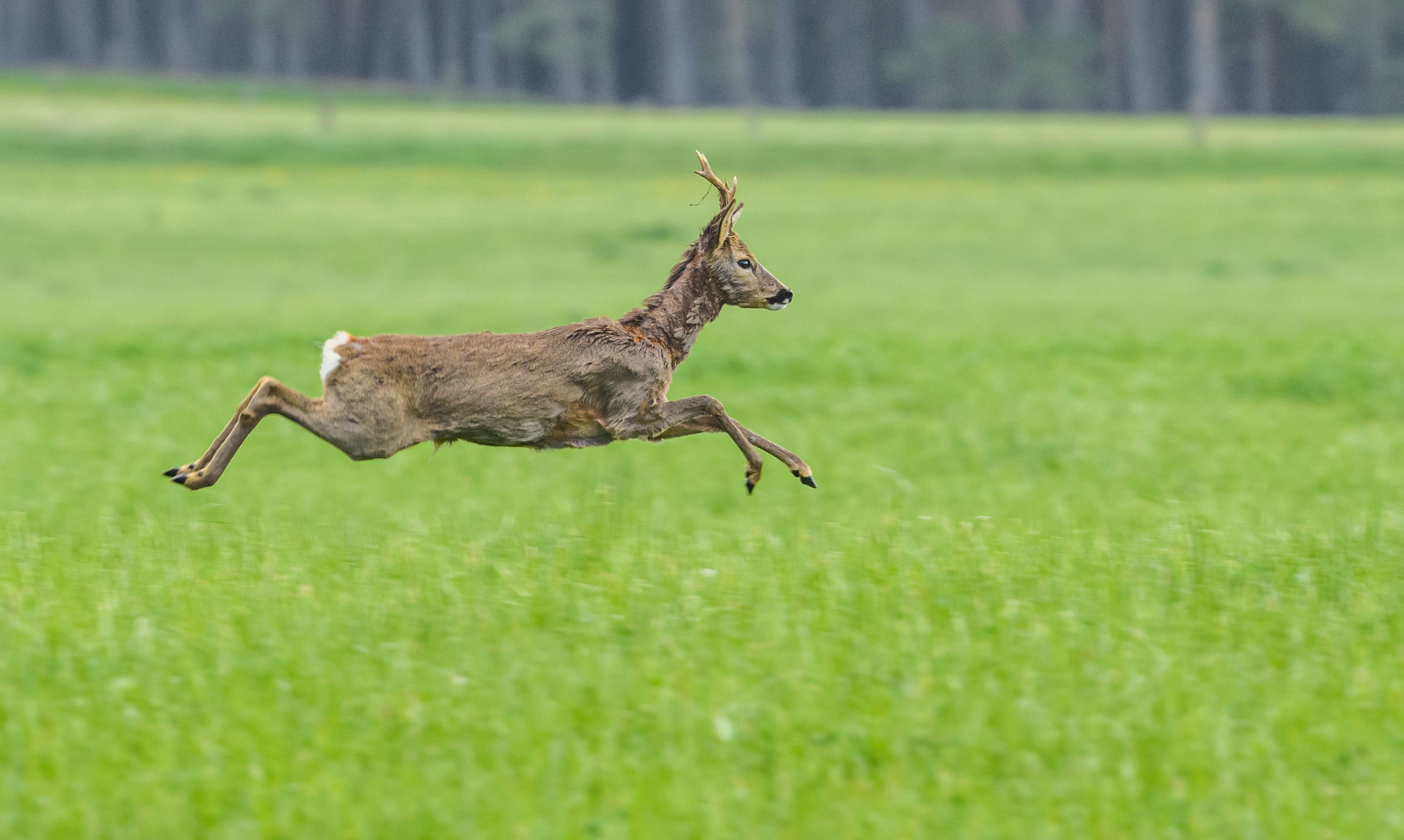 免費 capreolus capreolus, 保護, 動態 的 免費圖庫相片 圖庫相片